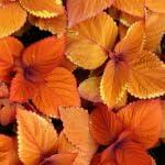 PLANT NOOK Coleus Rustic Orange Live Plant Starter Plug 2-Pack | Rusty Orange Leaves with Yellow Edges | Sun Tolerant Foliage Plant for Containers and Borders