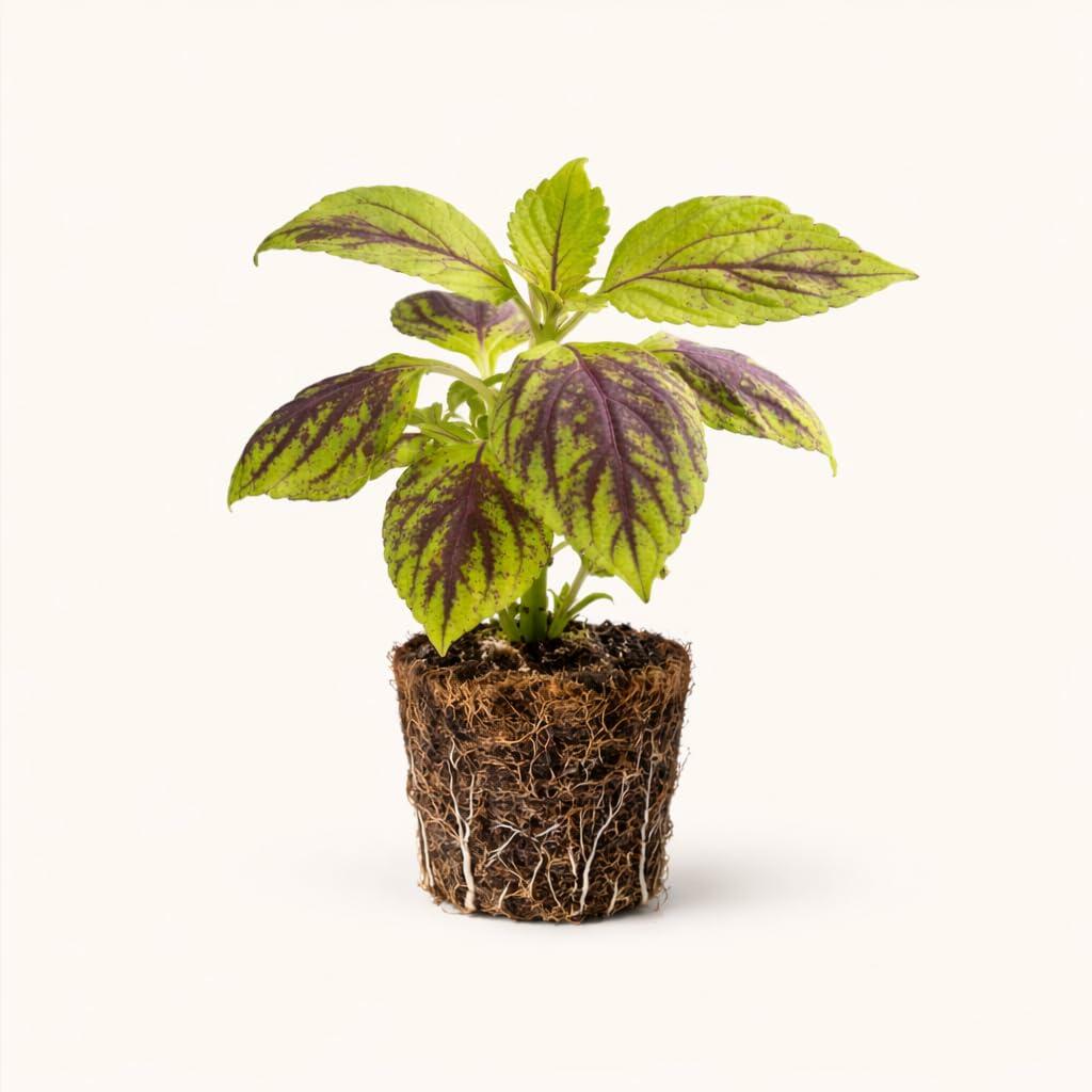 PLANT NOOK Coleus Gays Delight Live Plant Starter Plug 2-Pack | Lime Green Leaves with Dark Veins | Bright Shade Foliage Plant | Great for Pots and Borders