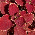 PLANT NOOK Coleus Red Coat Live Plant Starter Plug 2-Pack | Deep Red Leaves with Green Edges | Sun to Shade Foliage Plant for Pots and Borders | Easy Care Annual