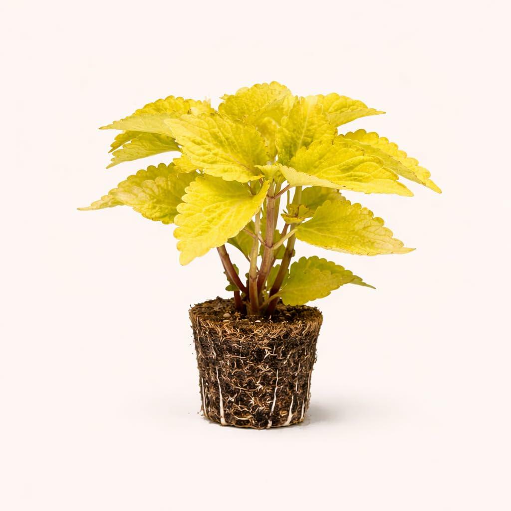 PLANT NOOK Coleus Gold Lace Live Plant Starter Plug 2-Pack | Golden Yellow Leaves with Burgundy Veins | Sun to Shade Foliage Plant for Pots and Borders