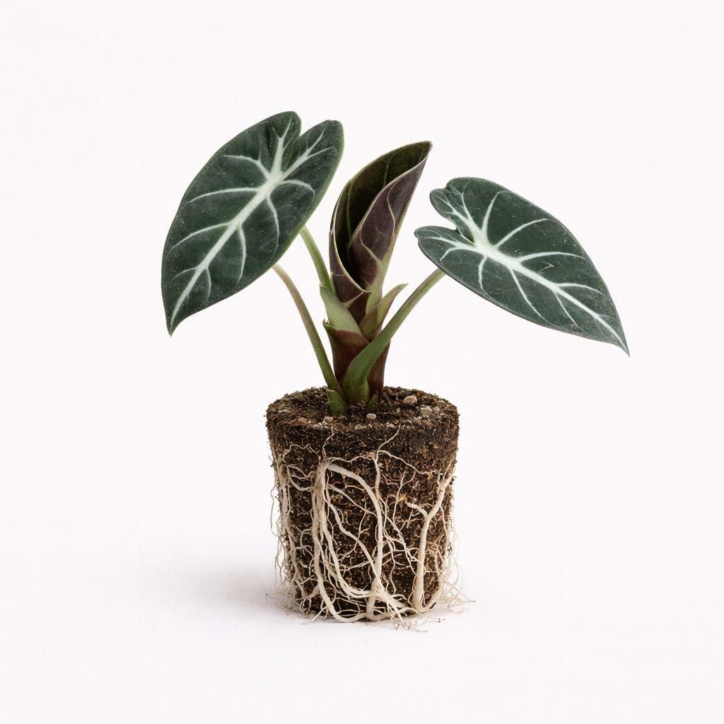 PLANT NOOK Black Velvet Alocasia Live Plant Starter Plug | Alocasia reginula Jewel Houseplant | Dark Velvet Leaves with Silver Veins | Indoor Tropical Plant