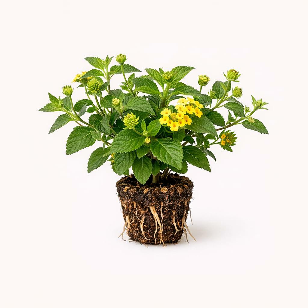 PLANT NOOK New Gold Lantana Live Plant Starter Plug 2-Pack | Golden Yellow Flower Clusters | Low-Growing Spreader for Full Sun Pots, Borders & Groundcover
