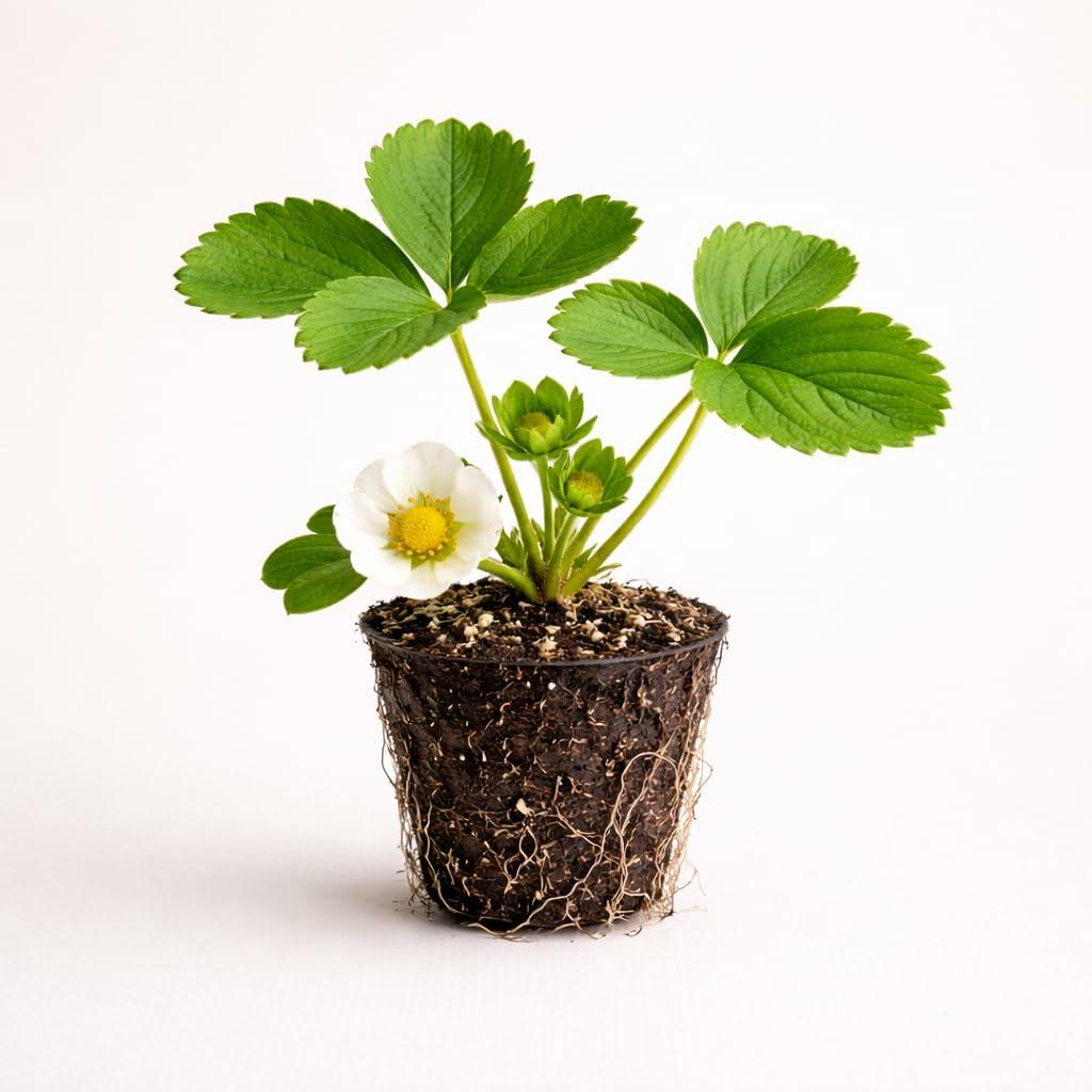 PLANT NOOK Strawberry Encore Live Plant Starter Plug 2-Pack | Sweet Red Strawberries | Home Garden Fruit Plant for Raised Beds Containers and Backyard Growing