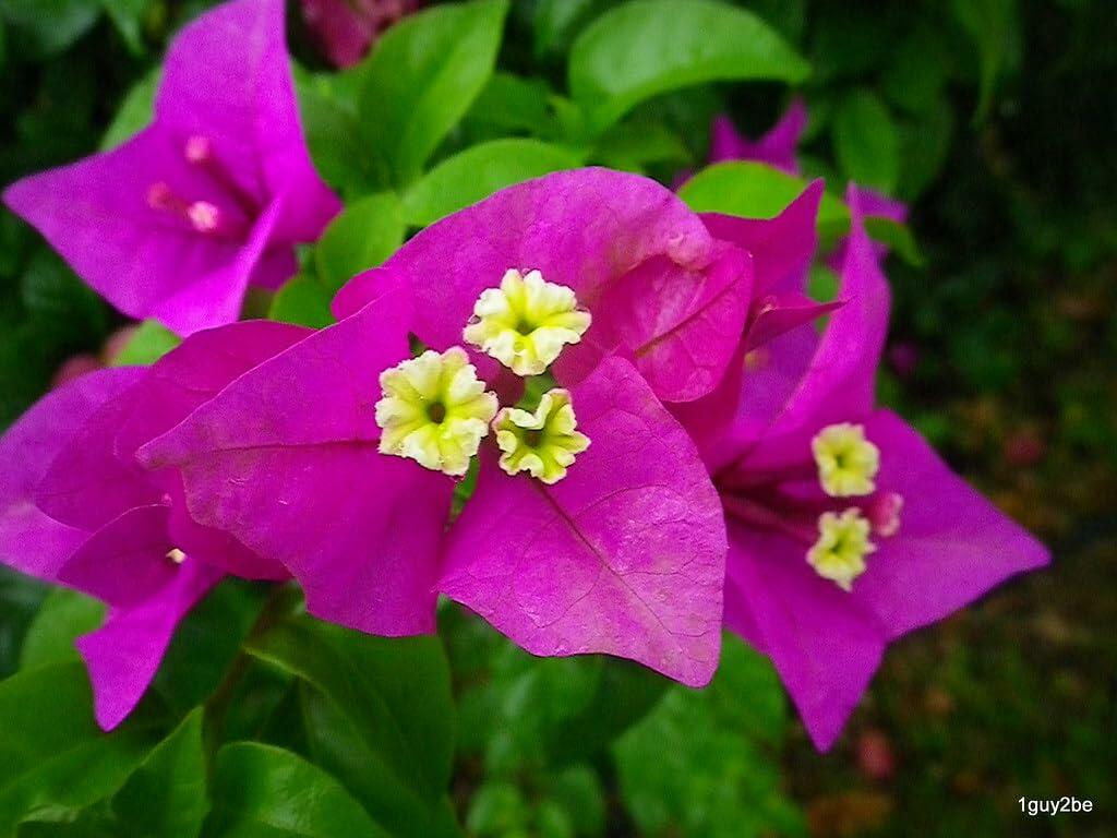 PLANT NOOK Bougainvillea 'Elizabeth Angus' Live Plant Starter Plug 2-Pack | Deep Purple Magenta Tropical Flower Vine for Patio Pots Hanging Baskets | Sun Loving Outdoor Plant