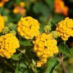 PLANT NOOK New Gold Lantana Live Plant Starter Plug 2-Pack | Golden Yellow Flower Clusters | Low-Growing Spreader for Full Sun Pots, Borders & Groundcover
