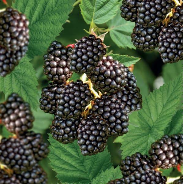 PLANT NOOK Triple Crown Thornless BlackBerry (Rubus) Live Plant Starter Plug 2-Pack | Large Sweet Berries, Heavy Yields | Semi-Erect Bramble for Trellis, Patio Pots & Garden Rows