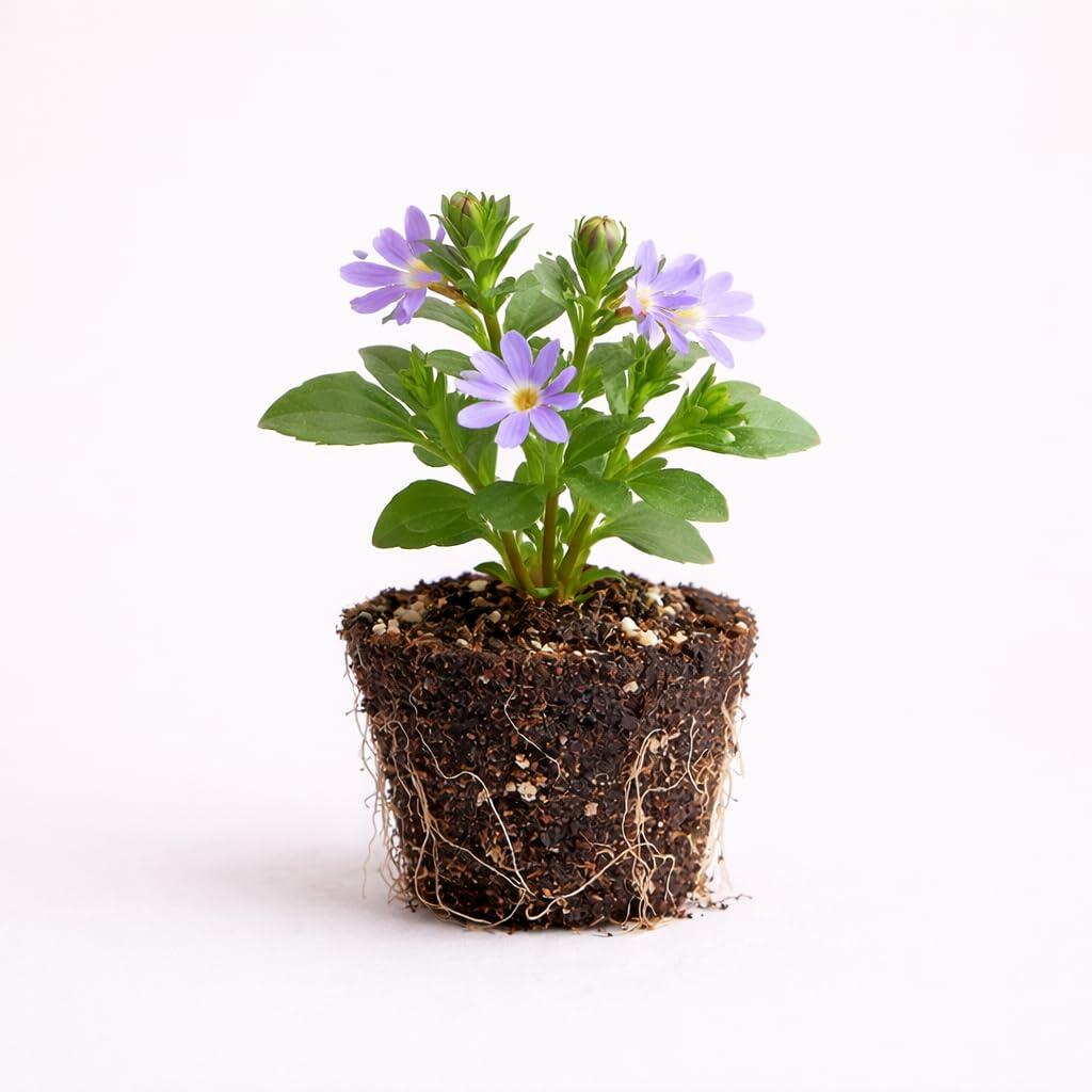 PLANT NOOK Scaevola aemula Purple Fan Live Plant Starter Plug 2-Pack | Purple Fan Flower Trailing Blooms | Heat Tolerant Full Sun Spiller for Hanging Baskets Pots Borders