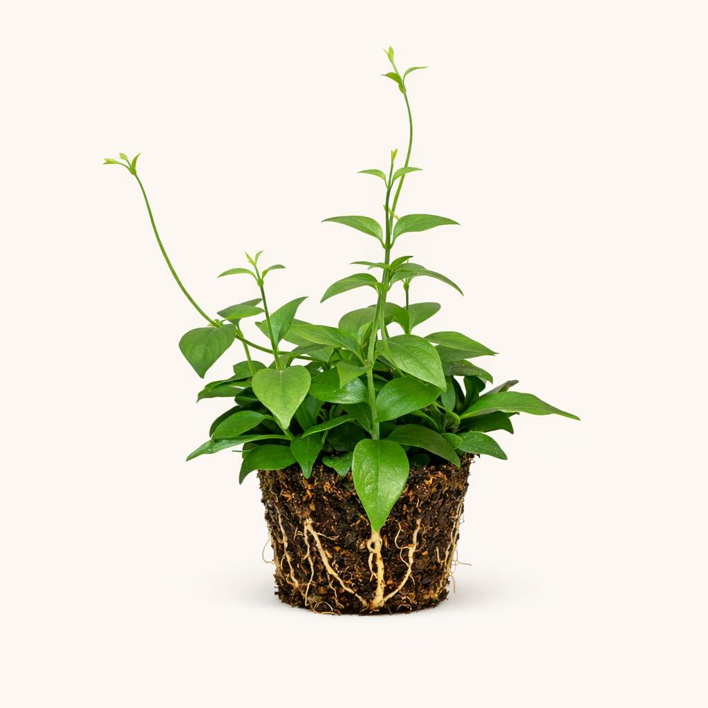 PLANT NOOK Candy Corn Vine Live Plant Starter Plug 2-Pack | Manettia Hummingbird Vine with Orange Red Tubular Blooms & Yellow Tips | Great for Trellis & Pots