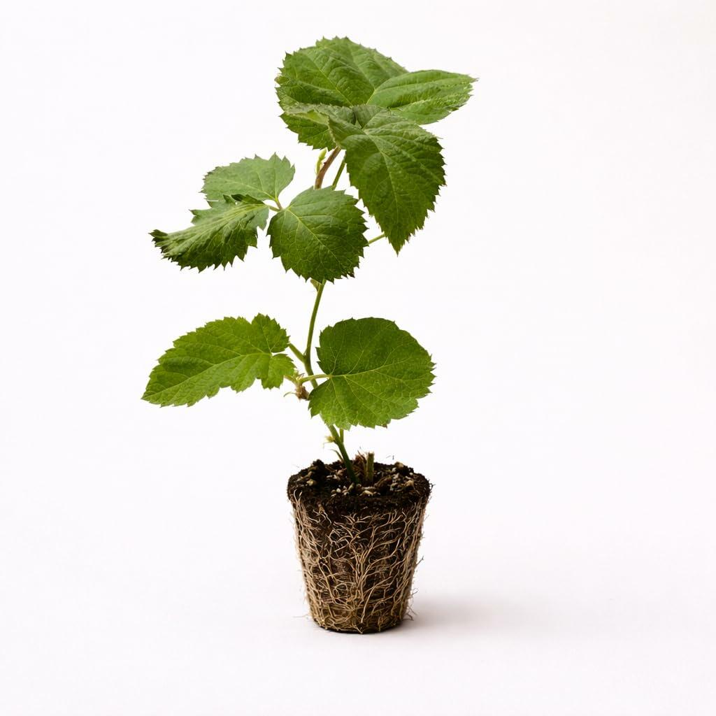 PLANT NOOK Triple Crown Thornless BlackBerry (Rubus) Live Plant Starter Plug 2-Pack | Large Sweet Berries, Heavy Yields | Semi-Erect Bramble for Trellis, Patio Pots & Garden Rows