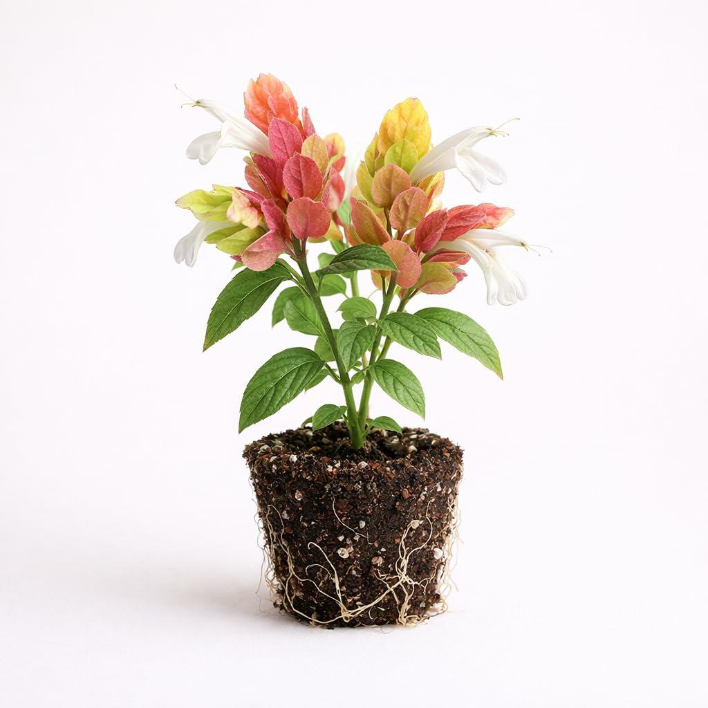 PLANT NOOK Shrimp Plant Fruit Cocktail Live Plant Starter Plug 2-Pack | Red Orange Yellow Bracts | Tropical Blooming Plant for Patio Pots Borders Part Sun