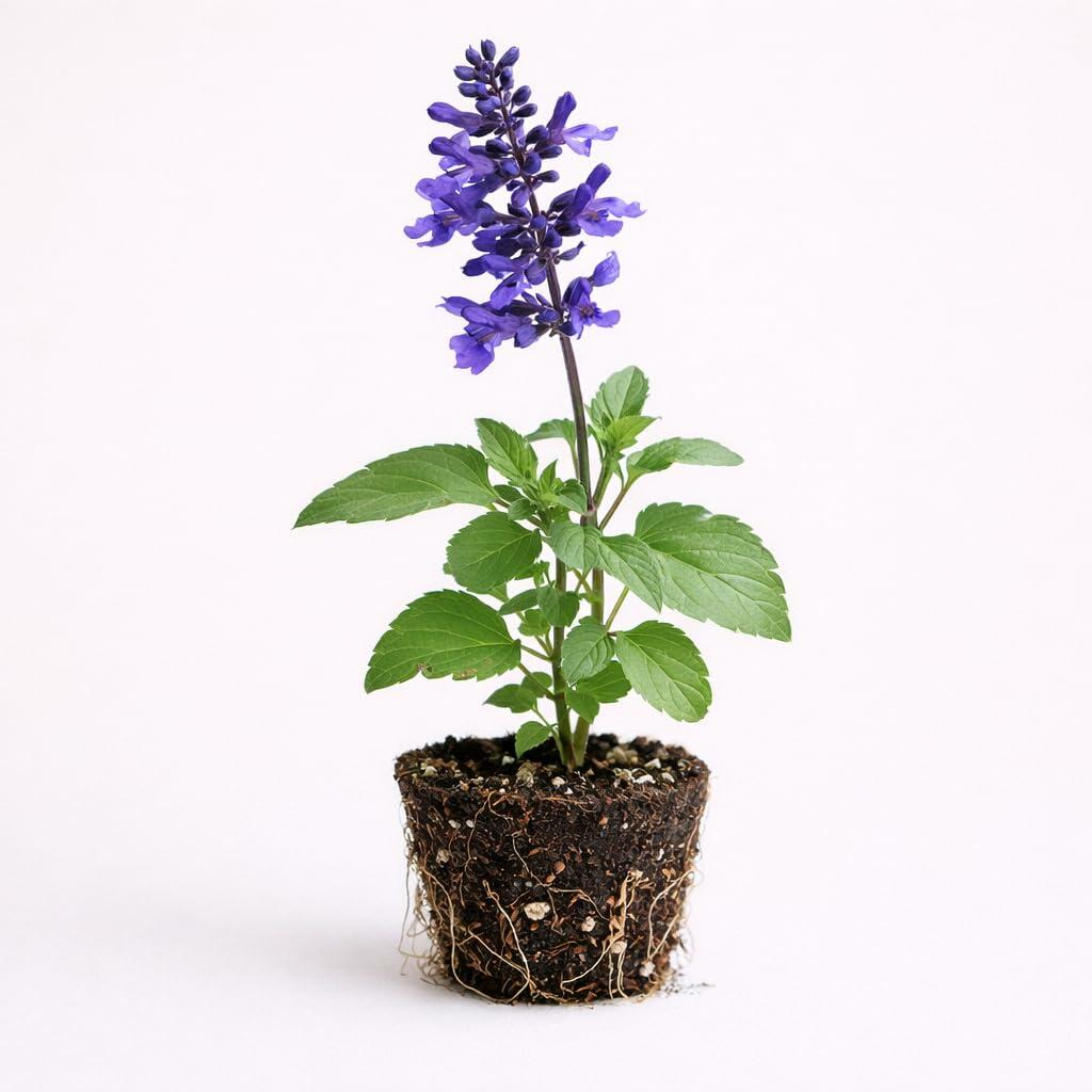 PLANT NOOK Salvia Indigo Spires Live Plant Starter Plug 2-Pack | Deep Violet Flower Spikes | Fast Growing Pollinator Plant | Full Sun Borders Pots and Beds