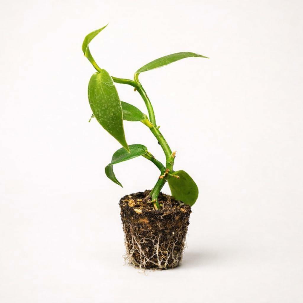 PLANT NOOK Madagascar Vanilla Bean Orchid Vine Live Plant Starter Plug 2-Pack | Vanilla planifolia Climbing Orchid | Grow Your Own Vanilla Pods | Bright Indirect Light