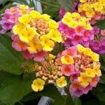PLANT NOOK Lantana Pink Caprice Live Plant Starter Plug 2-Pack | Pale Pink & Yellow Blooms | Full Sun Butterfly Plant for Pots, Borders & Garden Beds