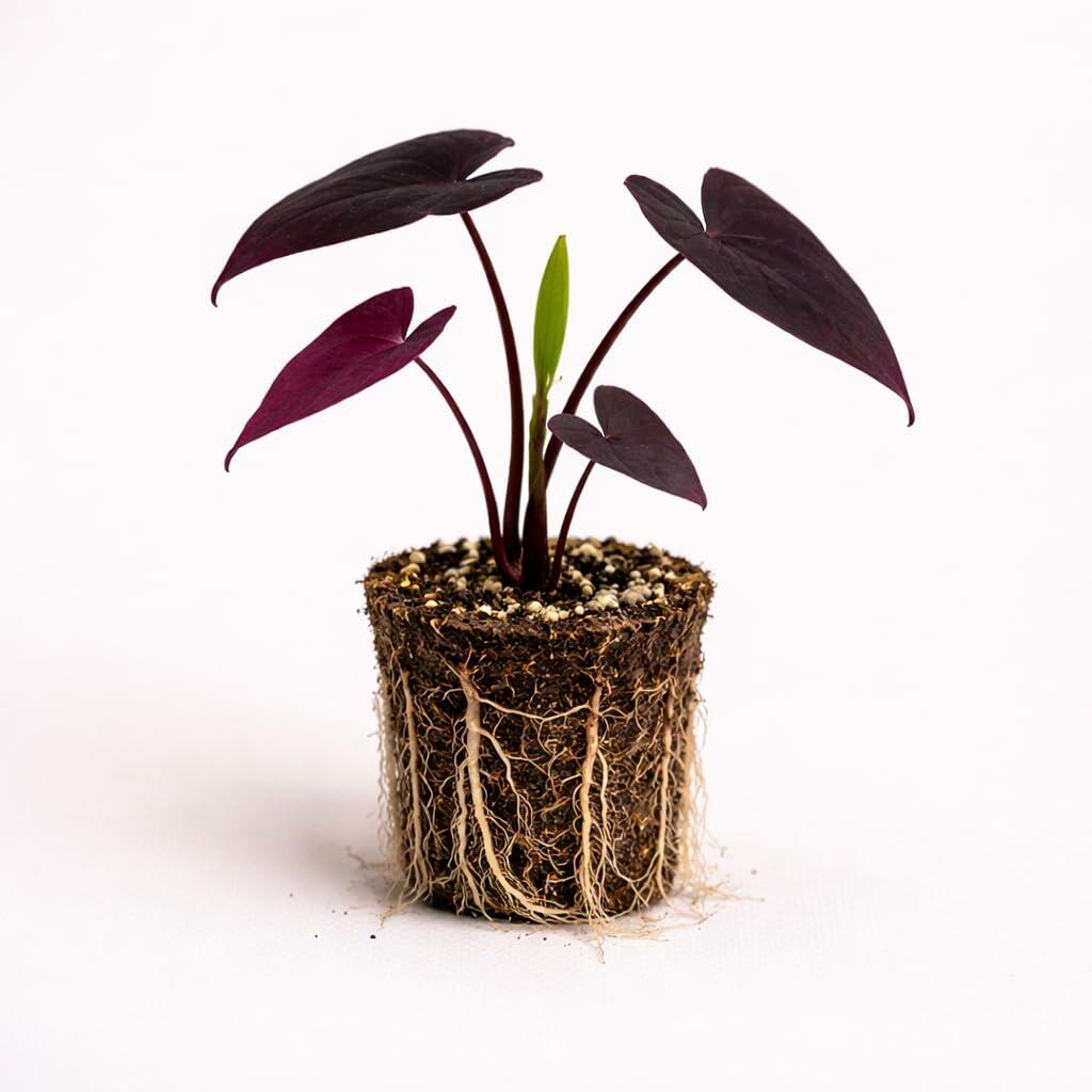 PLANT NOOK Sweet Potato Vine Black Heart Live Plant Starter Plug 2-Pack | Nearly Black Heart-Shaped Foliage | Heat Tolerant Trailing Spiller for Hanging Baskets Pots Borders
