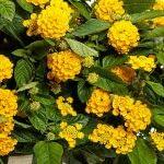 PLANT NOOK Lantana Nugget Live Plant Starter Plug 2-Pack | Golden Yellow Blooms | Heat-Tolerant Full Sun Butterfly Plant for Containers & Borders