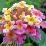 PLANT NOOK Lantana Confetti Live Plant Starter Plug 2-Pack | Pink Yellow & Magenta Blooms | Spreading Color for Pots, Borders & Sunny Groundcover