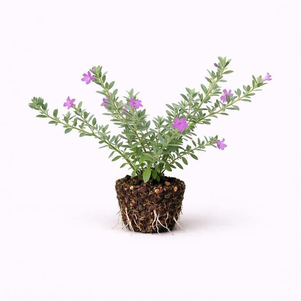 PLANT NOOK Texas Sage Silverleaf Live Plant Starter Plug 2-Pack | Silver Gray Foliage & Purple Blooms After Rain | Drought-Tolerant Full Sun Shrub for Xeriscape Landscapes