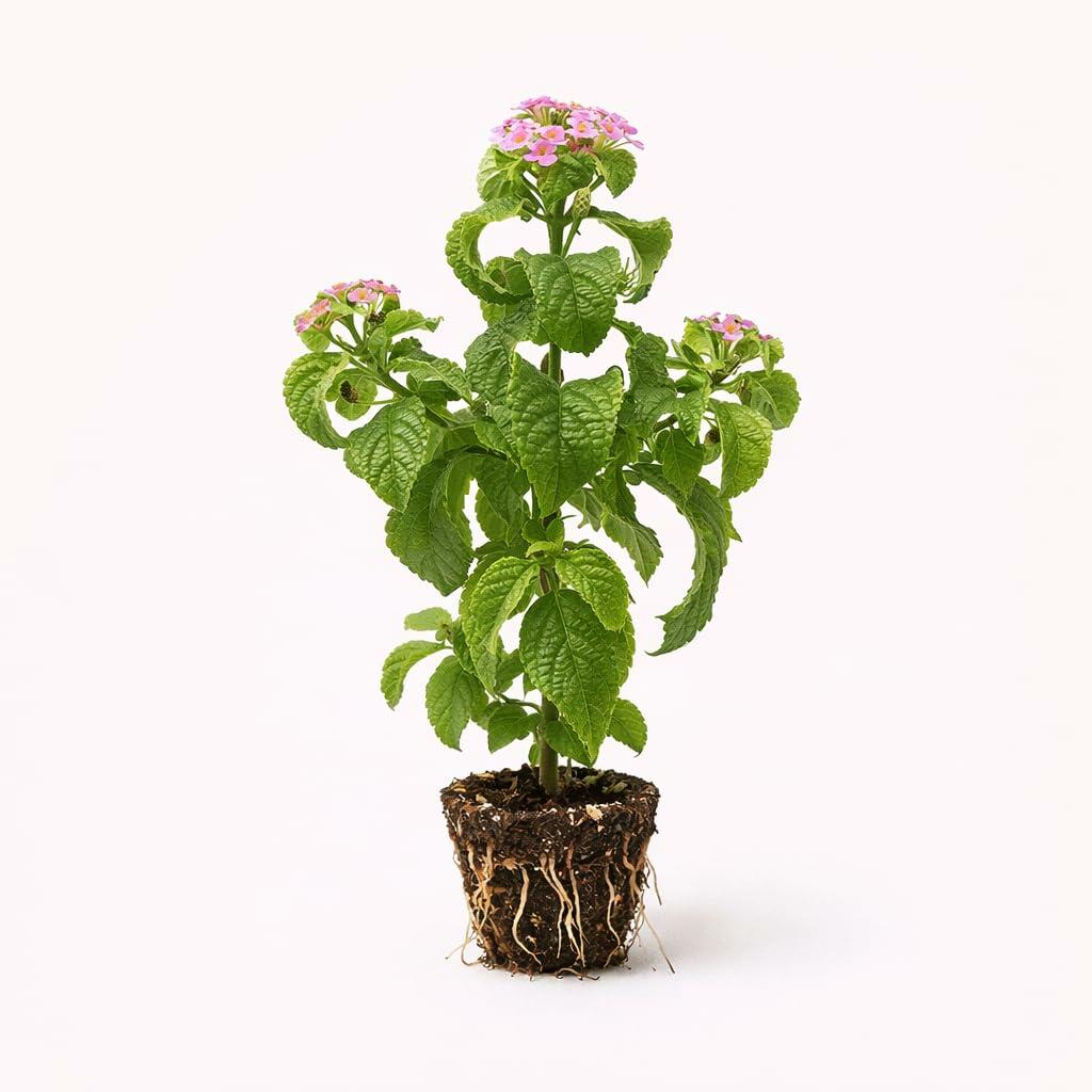 PLANT NOOK Lantana Pink Caprice Live Plant Starter Plug 2-Pack | Pale Pink & Yellow Blooms | Full Sun Butterfly Plant for Pots, Borders & Garden Beds