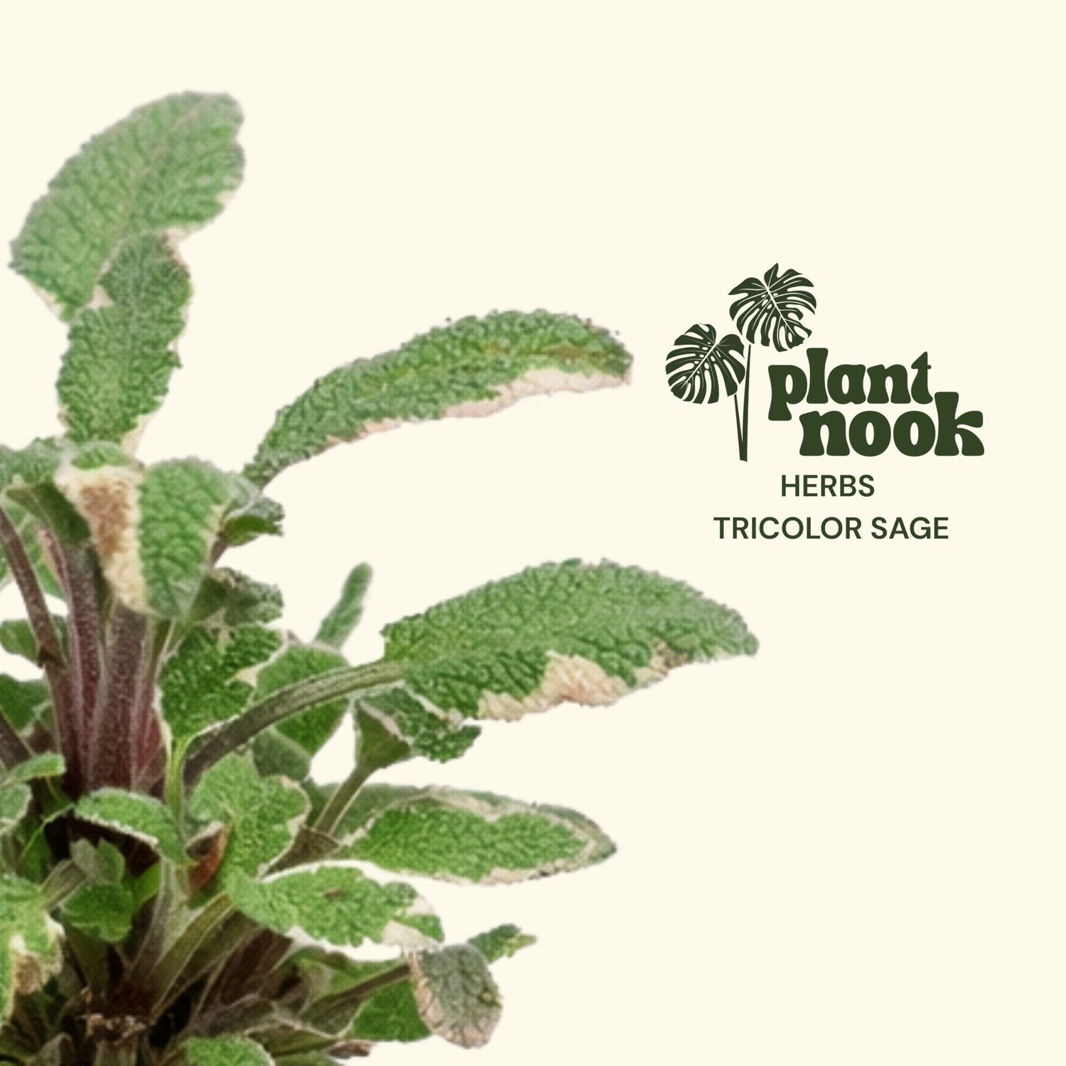 PLANT NOOK Tricolor Sage Live Herb Starter Plug 2-Pack | Edible Culinary Herb with Pink Cream Green Variegated Leaves | Fragrant Container Garden Herb Full Sun