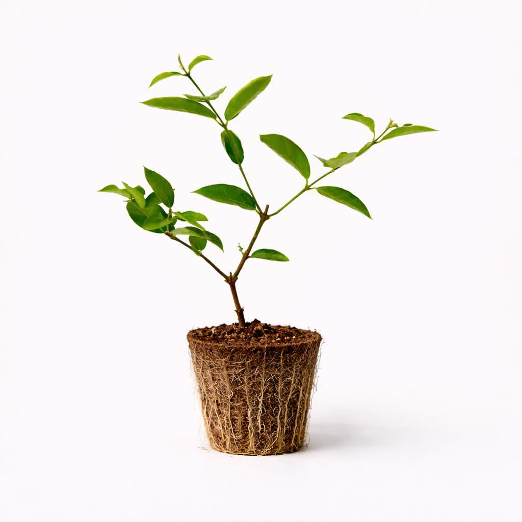 PLANT NOOK Barbados Cherry (Acerola) Live Plant Starter Plug 2-Pack | Vitamin C-Rich Tropical Cherry, Pink Flowers & Red Fruit | Edible Shrub for Patio Pots & Garden Beds