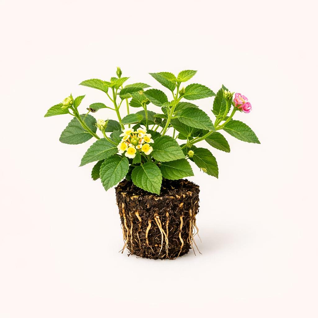 PLANT NOOK Lantana Confetti Live Plant Starter Plug 2-Pack | Pink Yellow & Magenta Blooms | Spreading Color for Pots, Borders & Sunny Groundcover