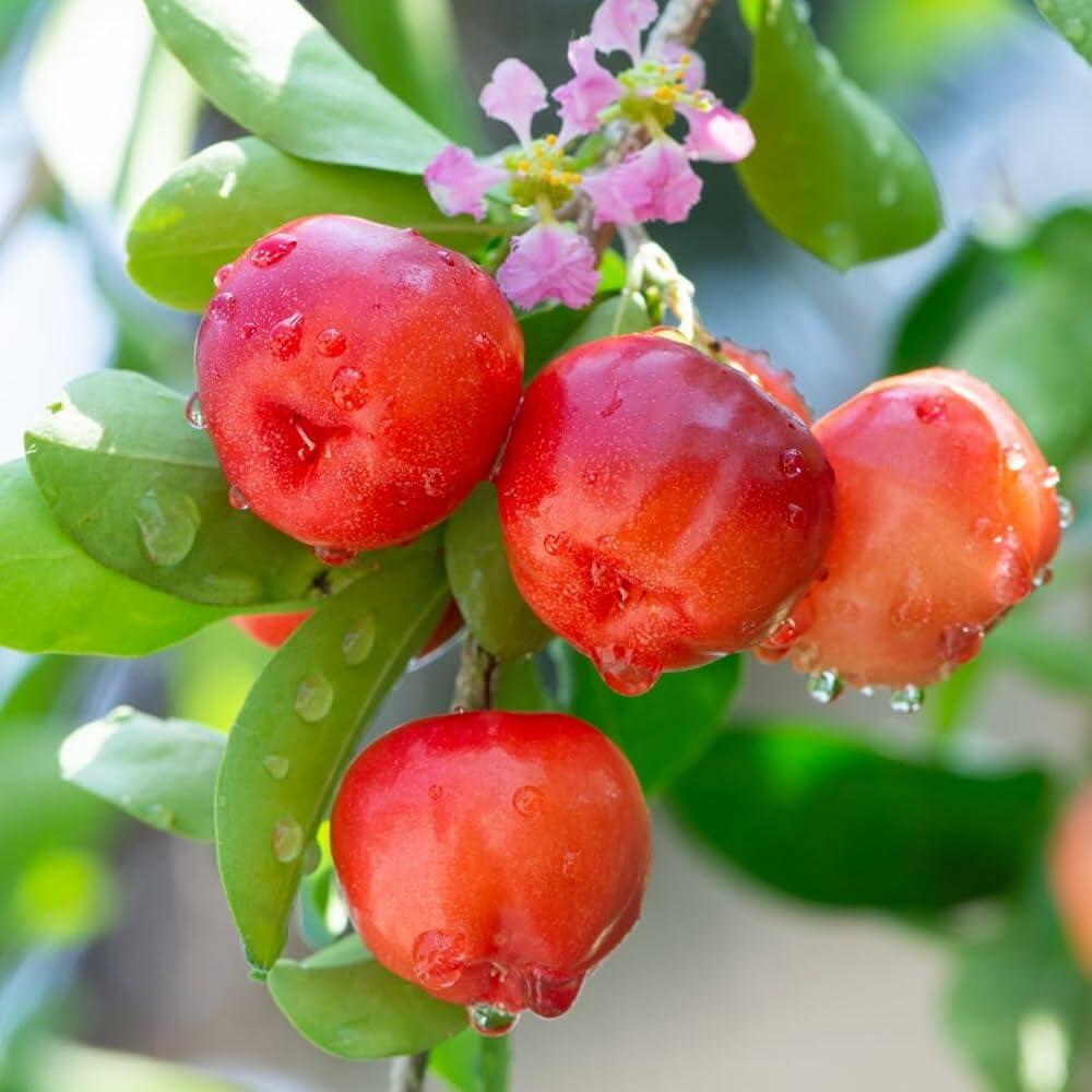 PLANT NOOK Barbados Cherry (Acerola) Live Plant Starter Plug 2-Pack | Vitamin C-Rich Tropical Cherry, Pink Flowers & Red Fruit | Edible Shrub for Patio Pots & Garden Beds