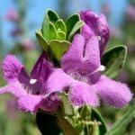 PLANT NOOK Dwarf Texas Sage Silverleaf Live Plant Starter Plug 2-Pack | Compact Shrub with Silver Foliage & Purple Blooms | Drought-Tolerant Full Sun Plant for Borders & Pots