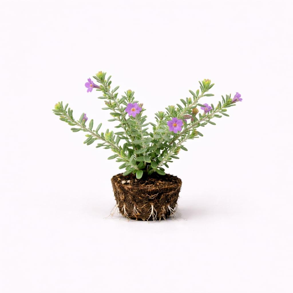 PLANT NOOK Dwarf Texas Sage Silverleaf Live Plant Starter Plug 2-Pack | Compact Shrub with Silver Foliage & Purple Blooms | Drought-Tolerant Full Sun Plant for Borders & Pots