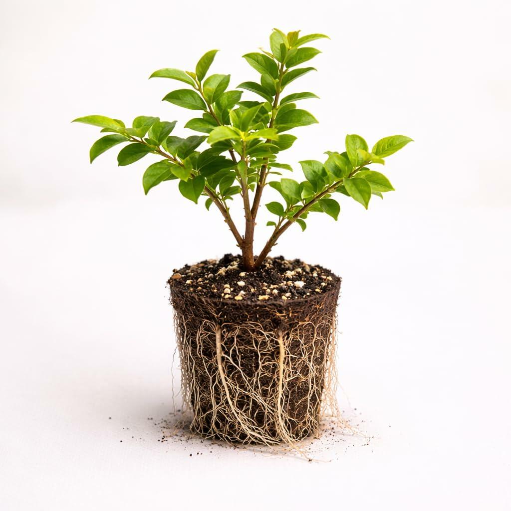 PLANT NOOK Jaboticaba Tree Live Plant Starter Plug | Fruiting Tree for ...