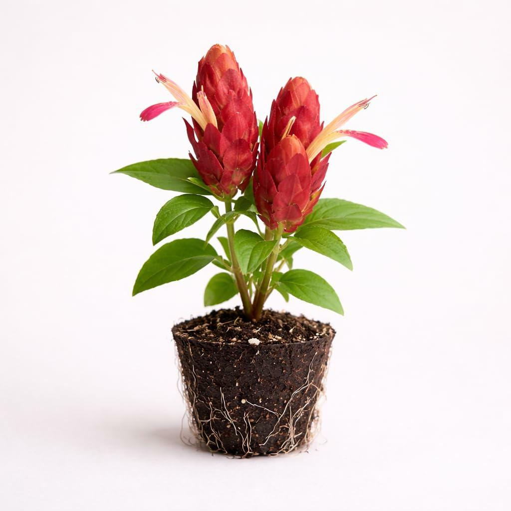 PLANT NOOK Red Shrimp Plant Justicia brandegeeana Live Plant Starter Plug 2-Pack | Red Bracts with White Flowers | Tropical Pollinator Plant for Pots Borders Part Sun