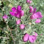 PLANT NOOK Texas Sage Silverleaf Live Plant Starter Plug 2-Pack | Silver Gray Foliage & Purple Blooms After Rain | Drought-Tolerant Full Sun Shrub for Xeriscape Landscapes