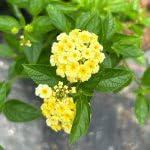 PLANT NOOK Lantana Lemon Drop Live Plant Starter Plug 2-Pack | Pale Yellow Blooms with Buttery Centers | Full Sun Heat-Tolerant Pollinator Plant for Pots & Borders
