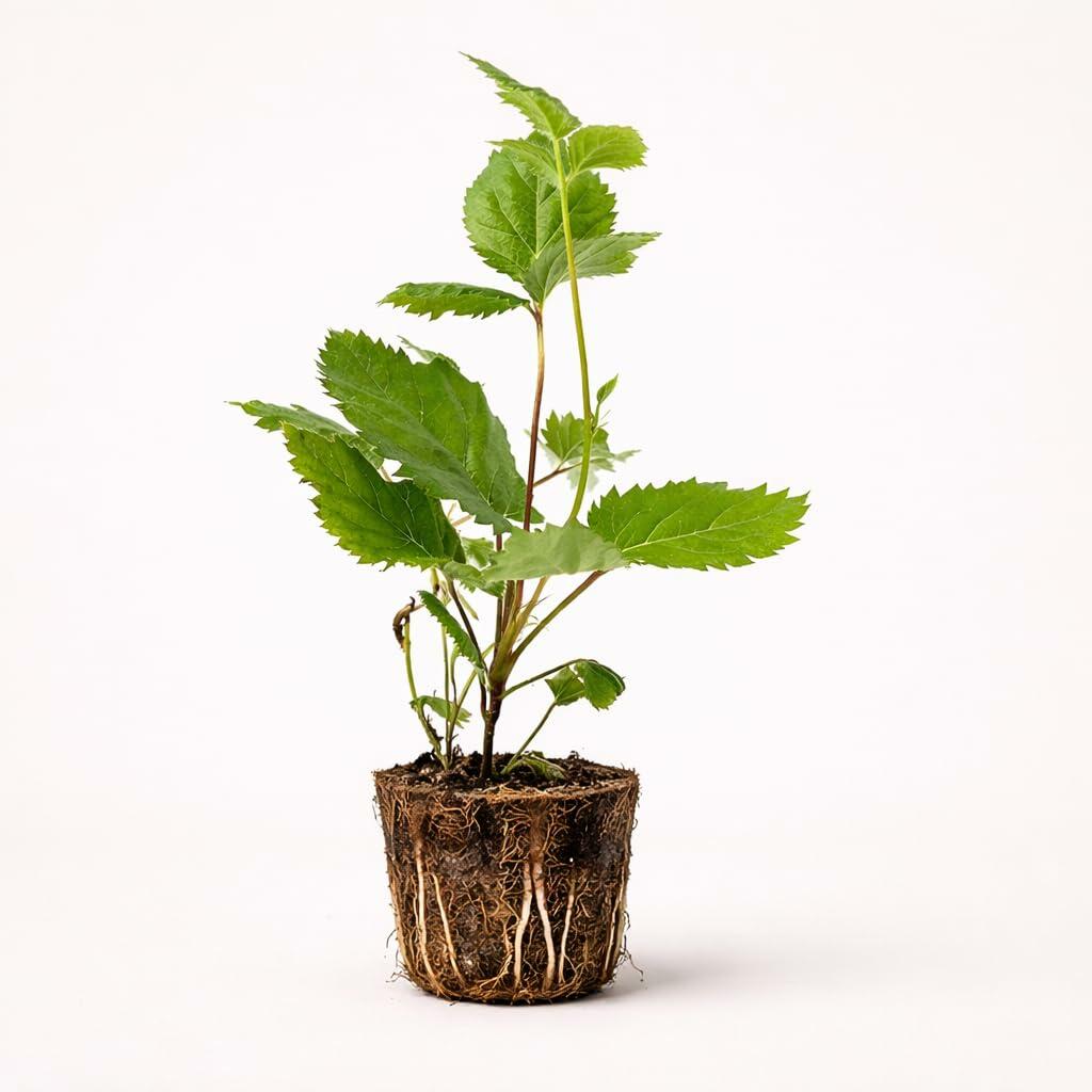 PLANT NOOK Prime-Ark 45 BlackBerry (Arkansas Prime) Live Plant Starter Plug 2-Pack | Primocane Fruiting for Summer to Fall Harvest | Full Sun Fruit Bush