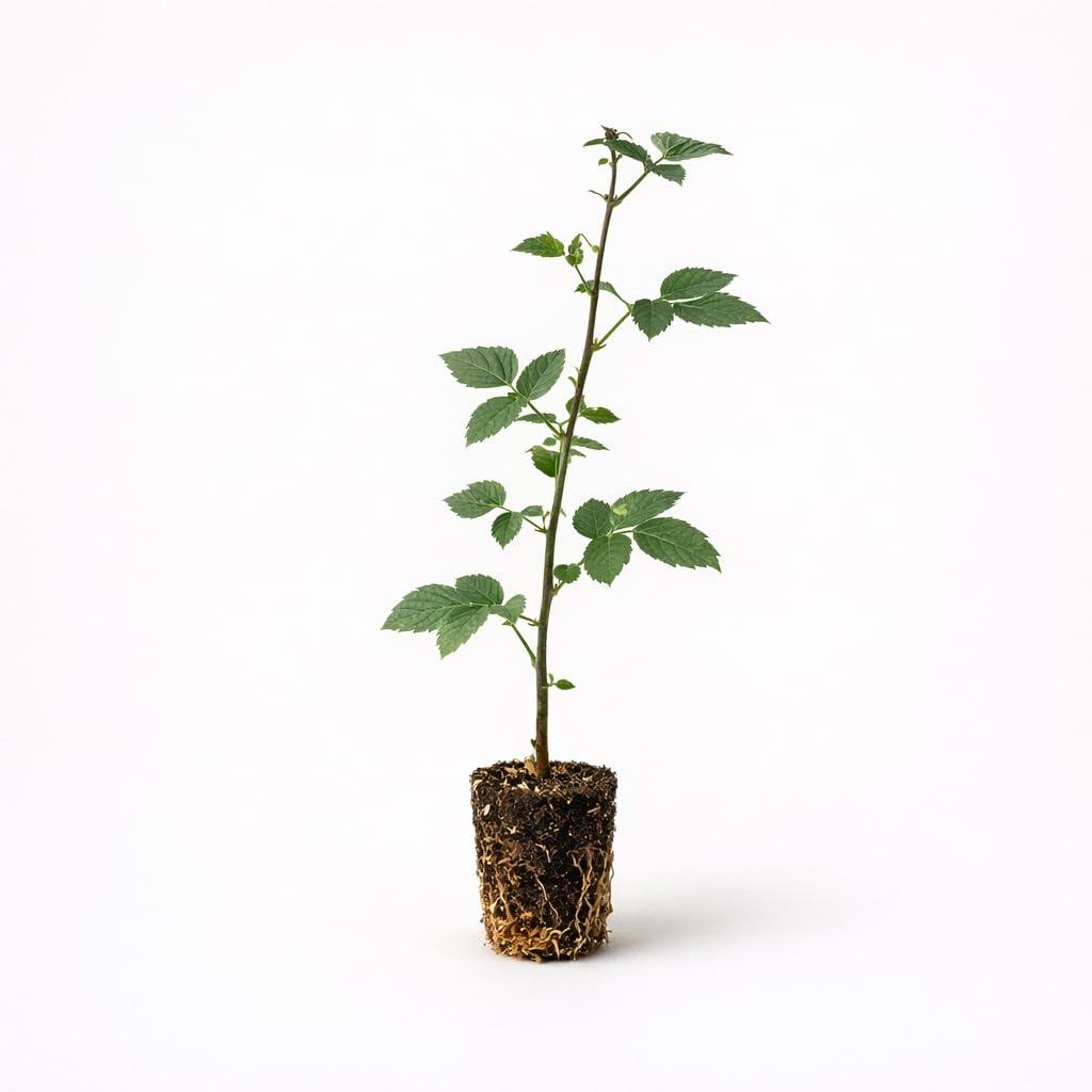 PLANT NOOK Ouachita Thornless BlackBerry Live Plant Starter Plug 2-Pack | Erect Berry Bush with Firm Sweet Fruit | Heavy Producer | Full Sun Home Orchard Plant