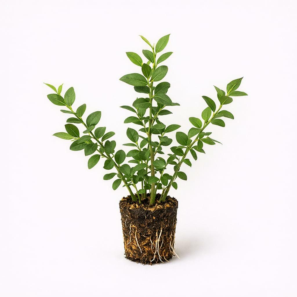 PLANT NOOK Blueberry Biloxi Live Plant Starter Plug 2-Pack | Very Low Chill Southern Highbush Blueberry | Evergreen in Warm Zones | Sweet Firm Berries