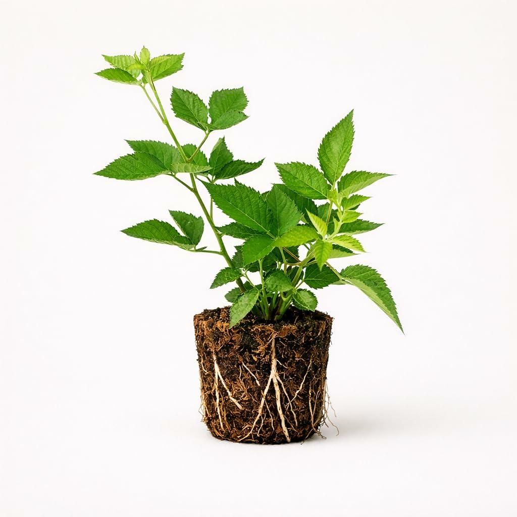 PLANT NOOK Navaho Thornless BlackBerry (Rubus) Live Plant Starter Plug 2-Pack | Sweet Summer Berries | Upright Canes for Small Gardens | Full Sun Fruit Bush