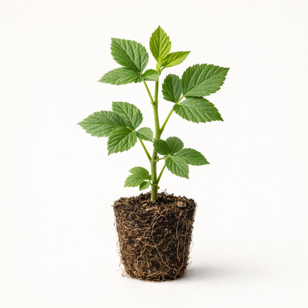 PLANT NOOK Von Thornless BlackBerry (Rubus) Live Plant Starter Plug 2-Pack | Erect Canes with Sweet Berries | Mid to Late Season Harvest | Full Sun Fruit Bush