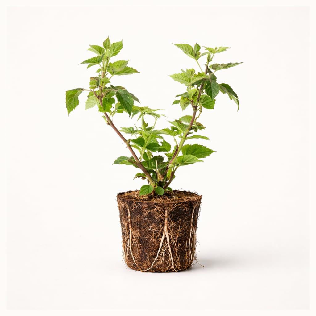 PLANT NOOK Osage Thornless BlackBerry Live Plant Starter Plug 2-Pack | Erect Berry Bush with Excellent Flavor and Firm Fruit | Great Fresh Market Quality | Full Sun