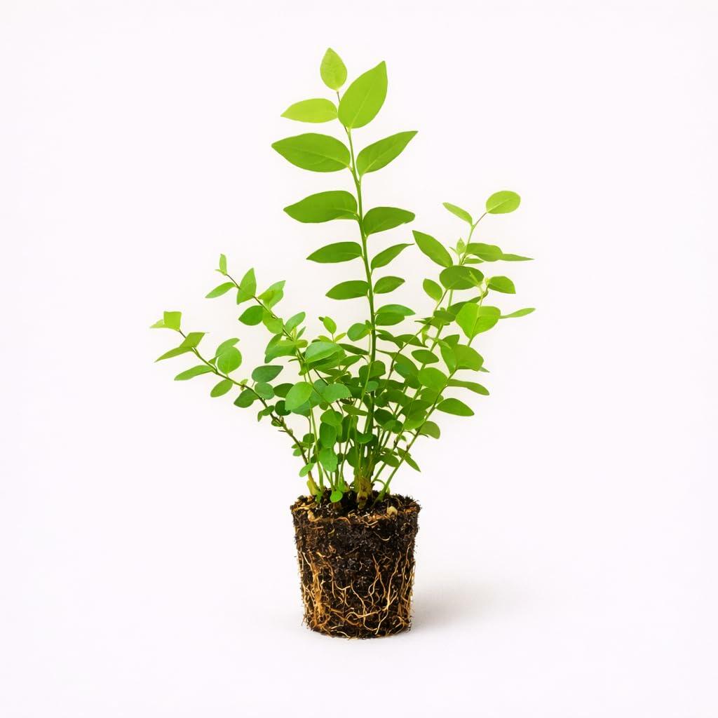 PLANT NOOK Blueberry Jewel Live Plant Starter Plug 2-Pack | Southern Highbush Berry Plant | Low Chill Variety for Warm Climates | Full Sun, Zones 810