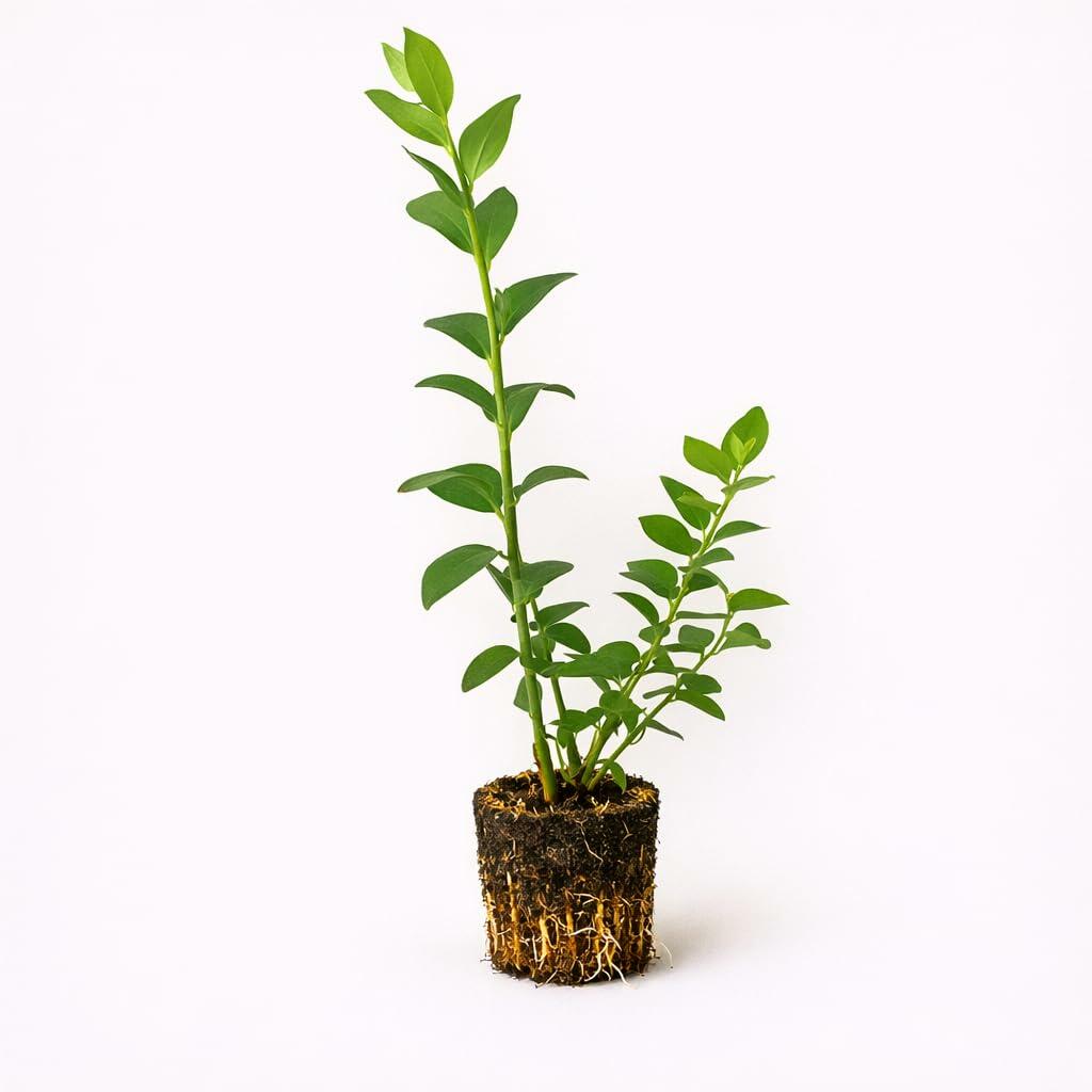 PLANT NOOK Blueberry Sharp Blue Live Plant Starter Plug 2-Pack | Low Chill Southern Highbush Blueberry | Early Season Sweet Berries | Full Sun Fruiting Shrub