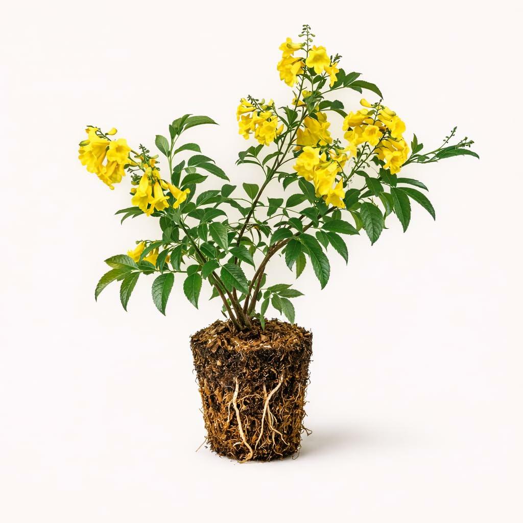 PLANT NOOK Tecoma stans Yellow Bells Live Plant Starter Plug 2-Pack | Yellow Trumpet Flowering Shrub | Heat Tolerant Pollinator Plant for Full Sun Landscapes