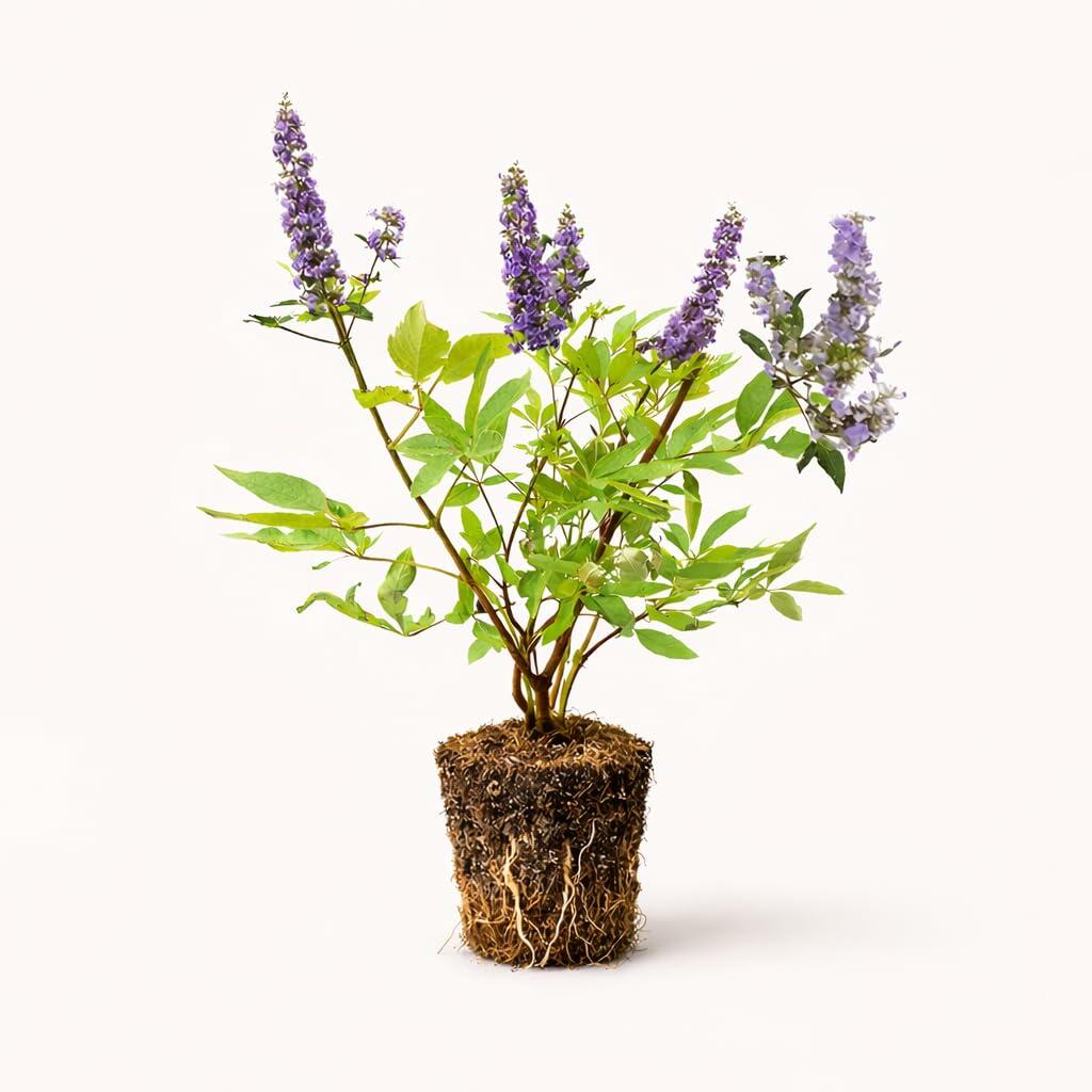 PLANT NOOK Vitex Shoal Creek Live Plant Starter Plug 2-Pack | Violet Blue Flower Spikes | Pollinator Friendly Shrub or Small Tree for Full Sun Drought Tolerant Landscapes