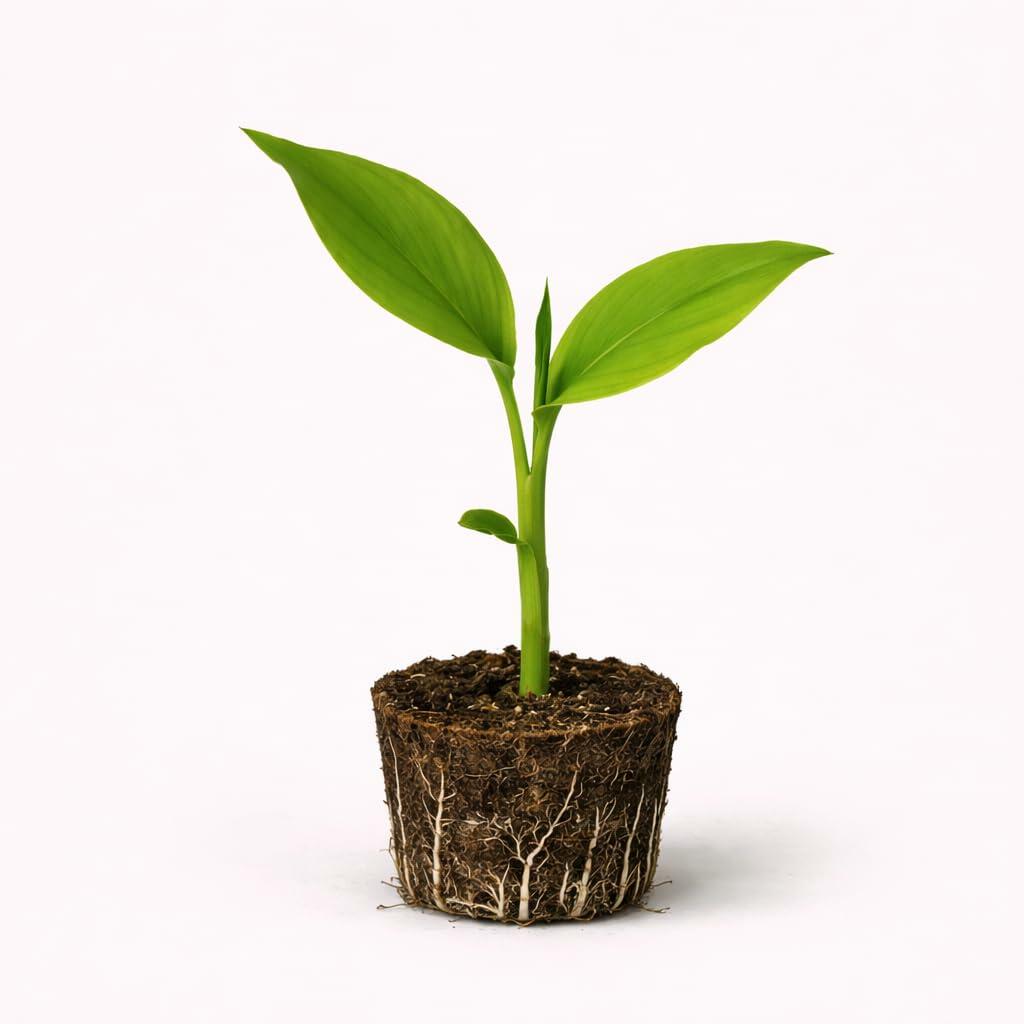 PLANT NOOK Yellow Turmeric Live Plant Starter Plug 2-Pack | Curcuma Longa Edible Root Herb | Grow Your Own Turmeric Rhizomes | Container Friendly Plant