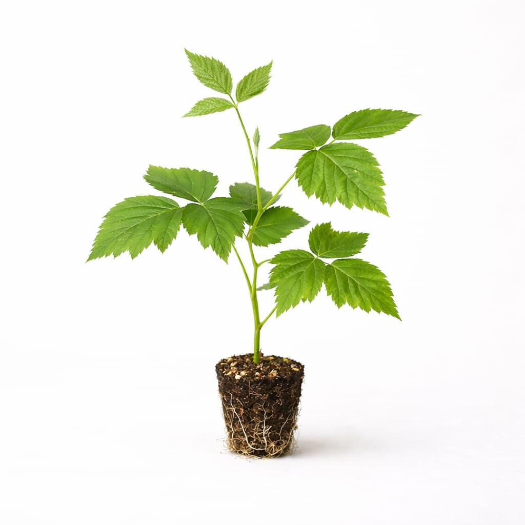 PLANT NOOK Boysenberry Live Plant Starter 2-Pack | Sweet Dark Berries | Trailing Bramble Vine | Trellis Friendly Fruit Plant | Full Sun