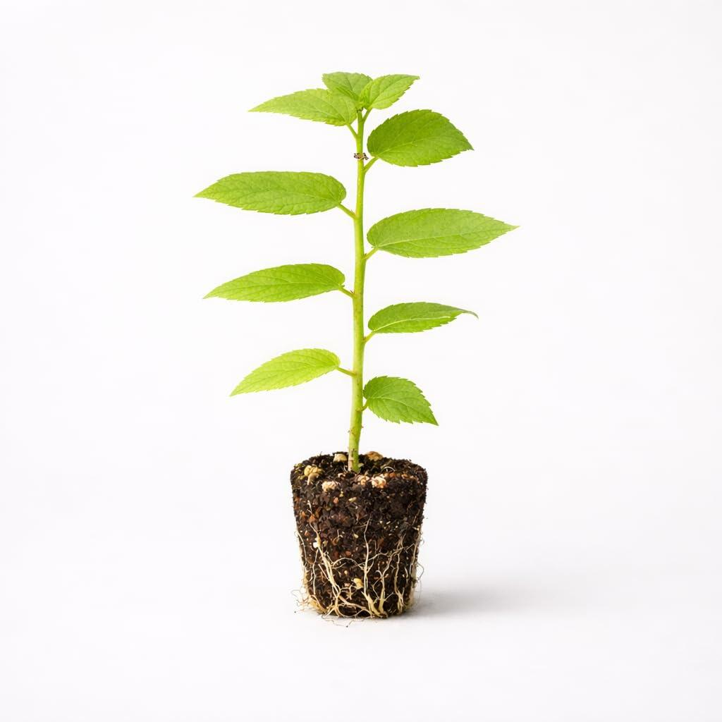 PLANT NOOK Jamaican Cherry Tree Live Plant Starter Plug 2-Pack | Fast-Growing Tropical Tree with Sweet Edible Fruit | Full Sun Patio Shrub for Small Gardens