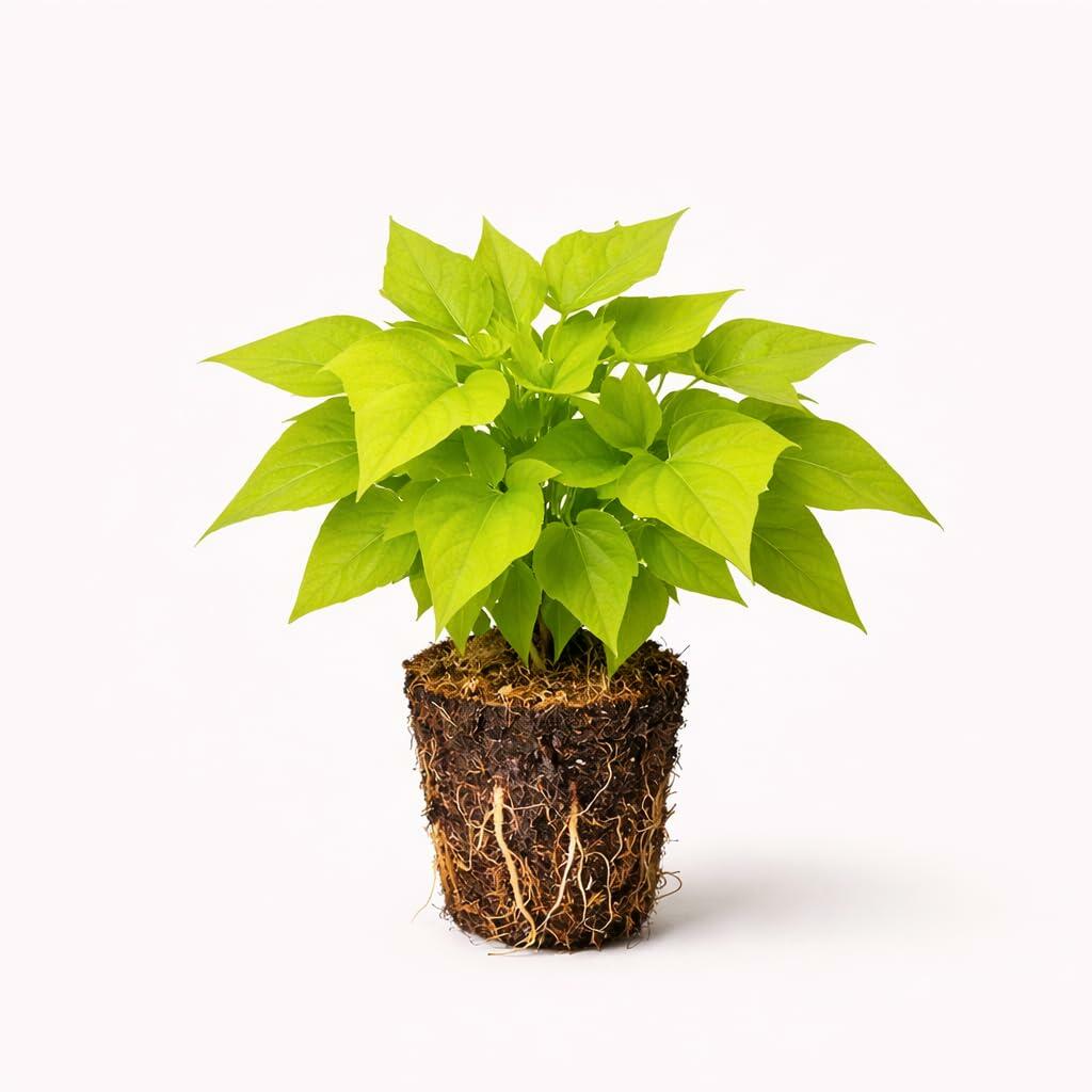 Plant Nook Sweet Potato Vine Margarita Live Plant Starter Plug 2-Pack | Bright Chartreuse Foliage | Fast Trailing Spiller for Hanging Baskets Pots Borders Full Sun