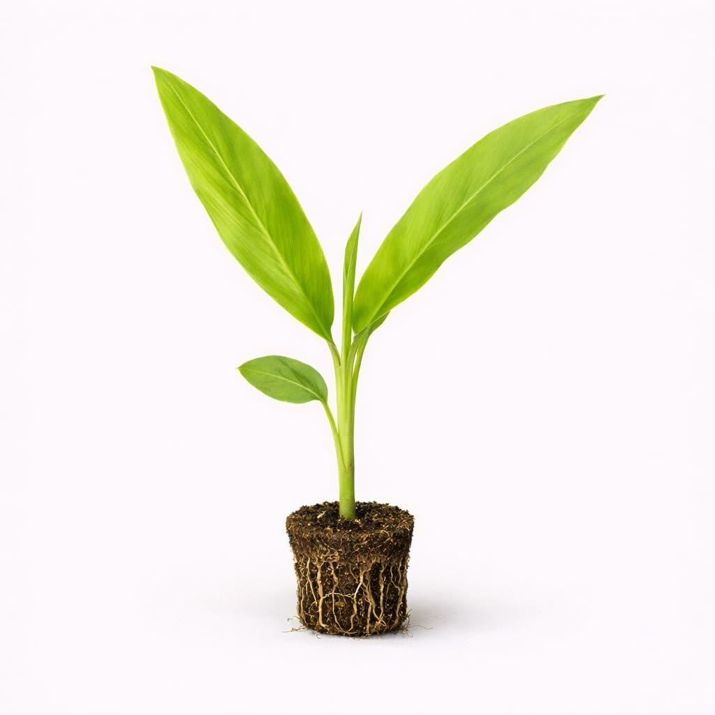 PLANT NOOK Galangal Plant (Alpinia Galanga) Live Plant Starter Plug 2-Pack | Thai Ginger Rhizome Herb | Tropical Cooking Plant | Full Sun to Semi Shade