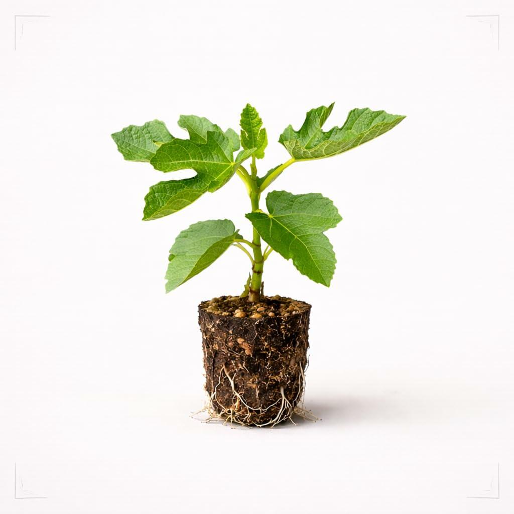 PLANT NOOK LSU Gold Fig Tree Live Plant Starter Plug 2-Pack | Large Yellow Figs with Pink Pulp | Sweet Honey Flavor | Full Sun Fruit Tree