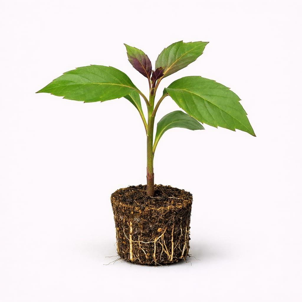 PLANT NOOK Okinawan Spinach Live Plant Starter Plug 2-Pack | Gynura Bicolor Edible Leaf Vegetable | Purple Backed Greens for Semi Shade Gardens | Fast Growing