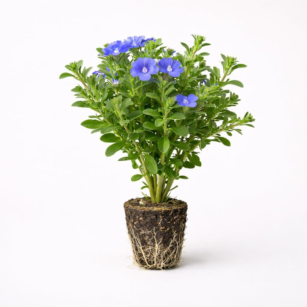 PLANT NOOK Beach Bum Dwarf Evolvulus Live Plant Starter Plug 2-Pack | Evolvulus glomeratus Compact Blue Blooms | Full Sun Heat Tolerant Groundcover | Patio Pots